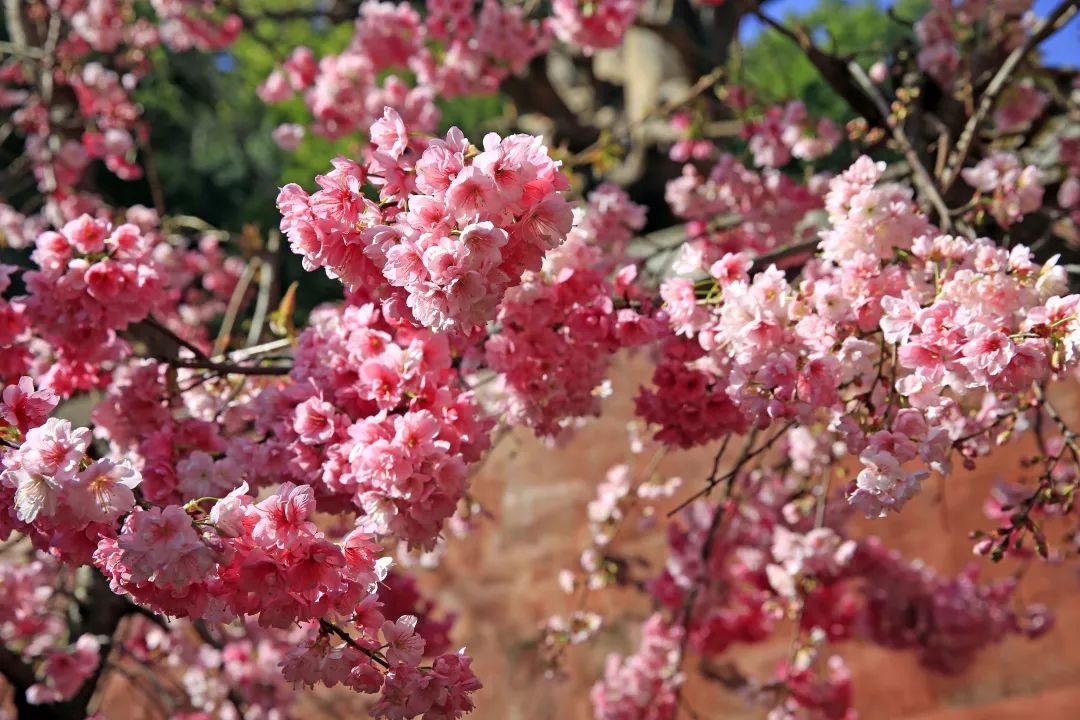 西昌光福寺樱花已经美成这样还不快来