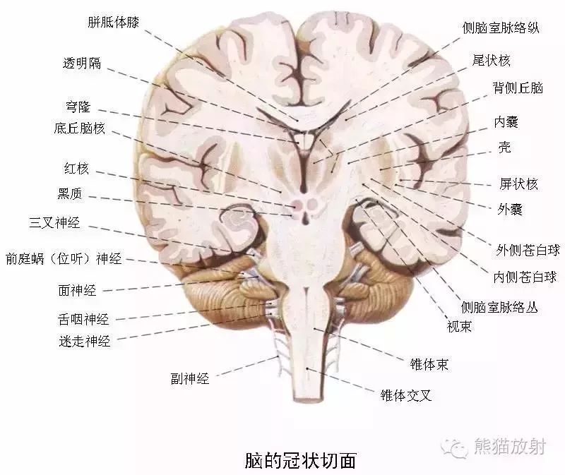 断层解剖只是截面投影