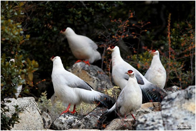 长春农博园珍禽园里的白马鸡中国独有的古老物种