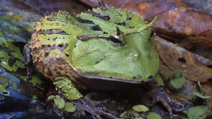 南美角蛙寿命图片