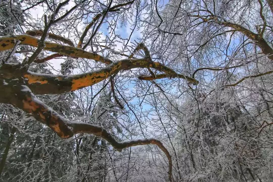 山上冬季,寒氣襲人,陰霧,冰雪天氣約佔三分之二的時間.