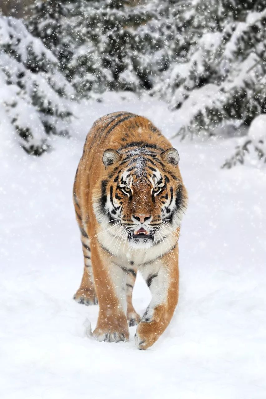 雪山森林老虎图片