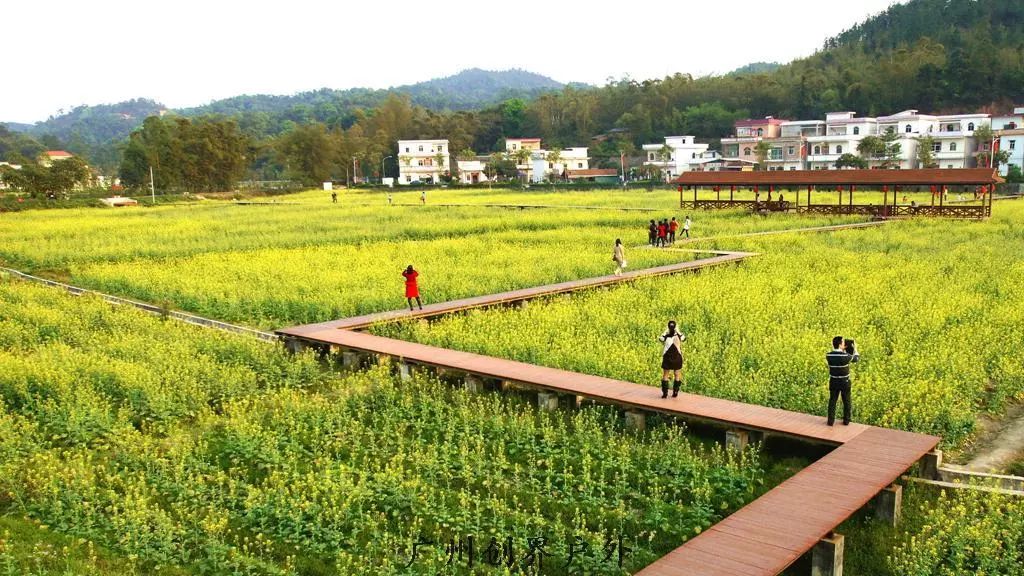 广州红山村油菜花图片