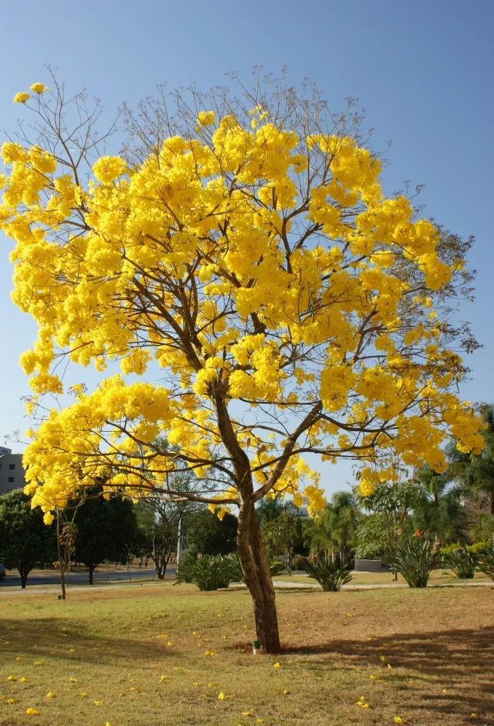 春天灿烂迷人的花树,路上开满一树的花你认得哪一种