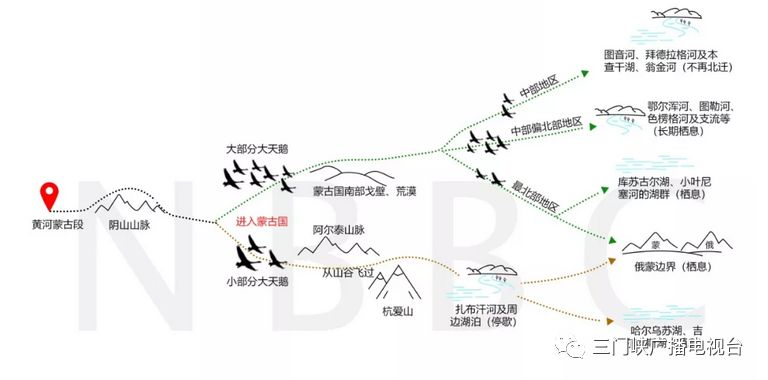 三门峡大天鹅的迁徙之路