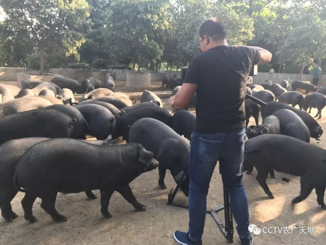 兴平关中黑猪繁育基地图片