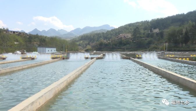 八嘎:水产养殖基地正式投放鱼苗 预计8月份可上市销售