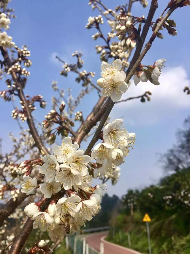 蒲江樱桃山万亩樱桃花盛开我为樱桃代言活动等你来参与