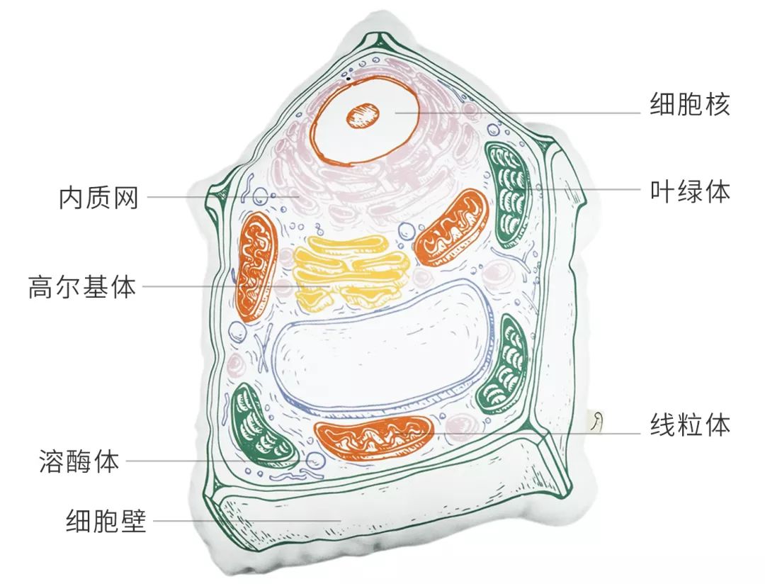 细胞核是荷包蛋,核仁是其蛋黄,内质网是面片,中心粒是葱段