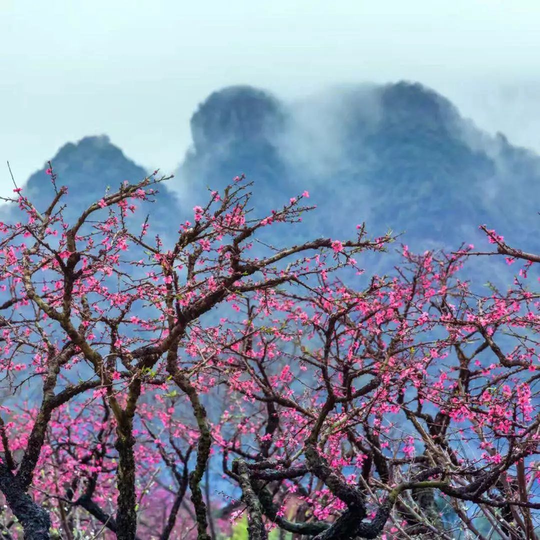 春暖花開的季節,揭陽產業園桂嶺鎮鳥圍村種植的桃花競相盛開,一片灼灼