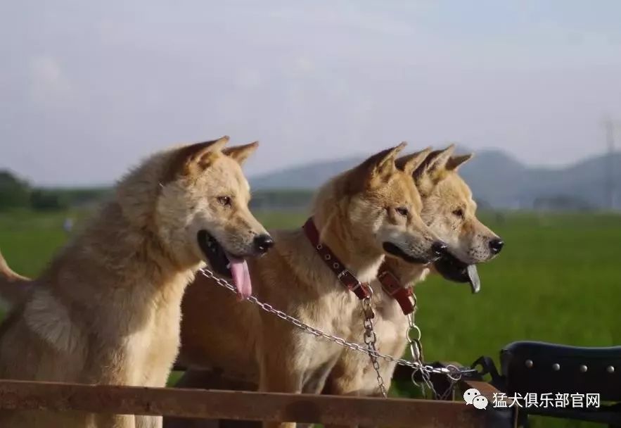 廣西獵犬我們心中永存的阿黃