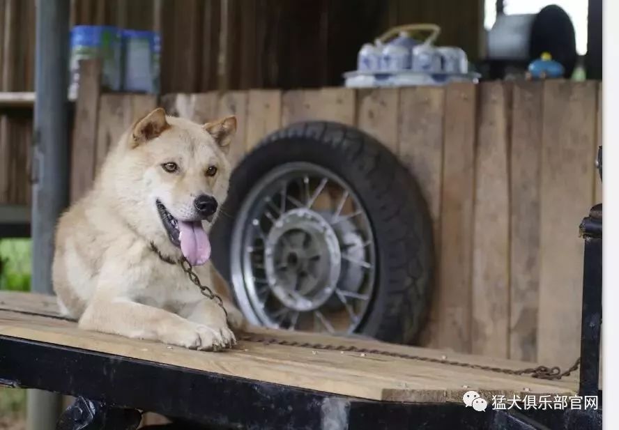 廣西獵犬我們心中永存的阿黃