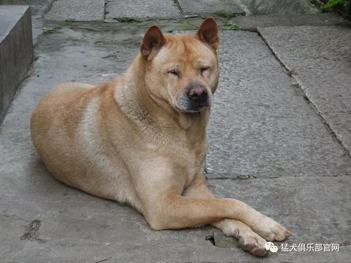 广西猎犬 极品图片