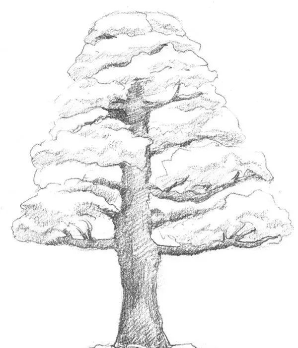 大树画法素描图片