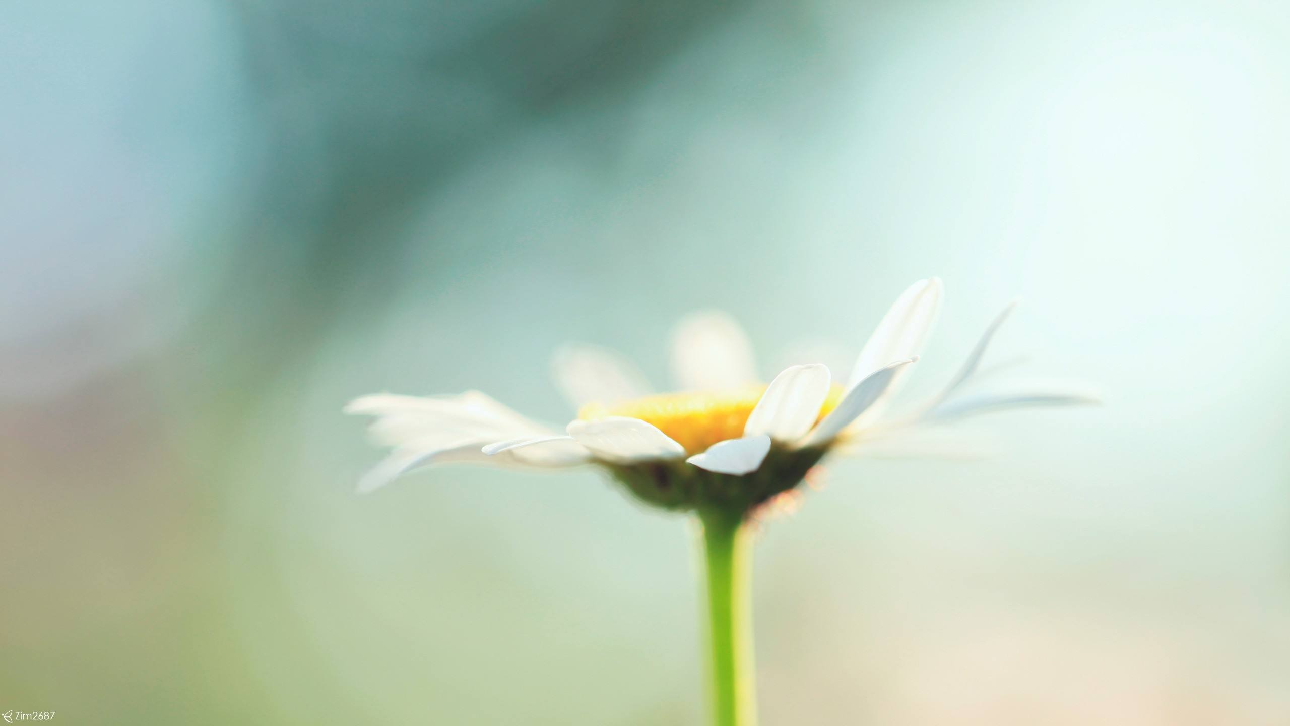 高清美圖美景:春天的花兒