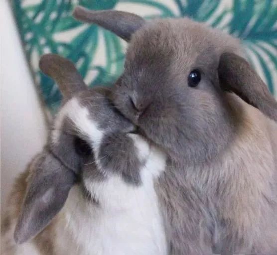 两只小兔子亲热图片