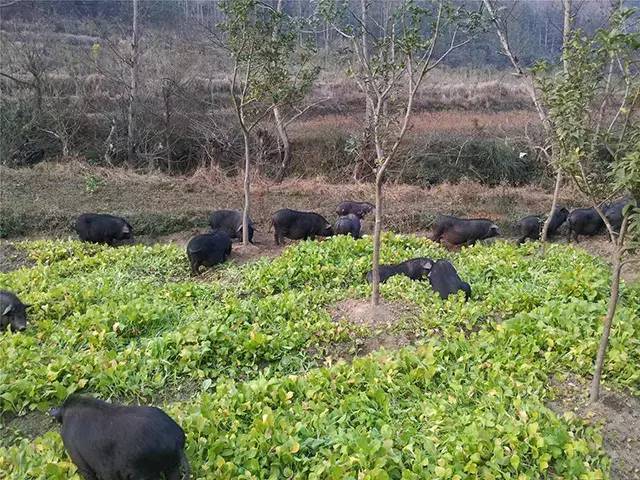 億適家農家散養原生態黑土豬