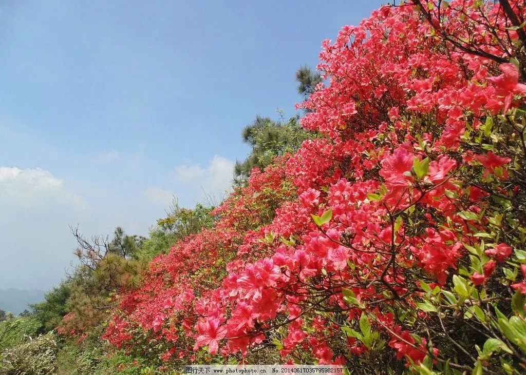 春天來了,映山紅開了,太漂亮了!