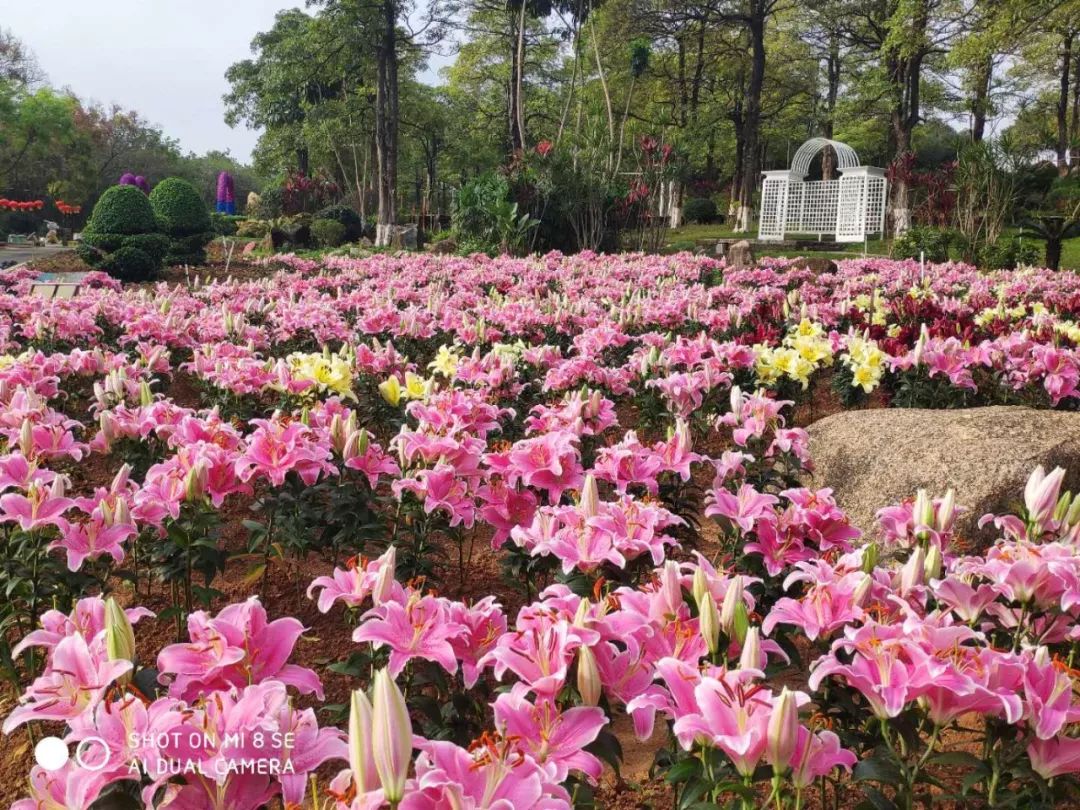 梦幻百花洲年卡图片