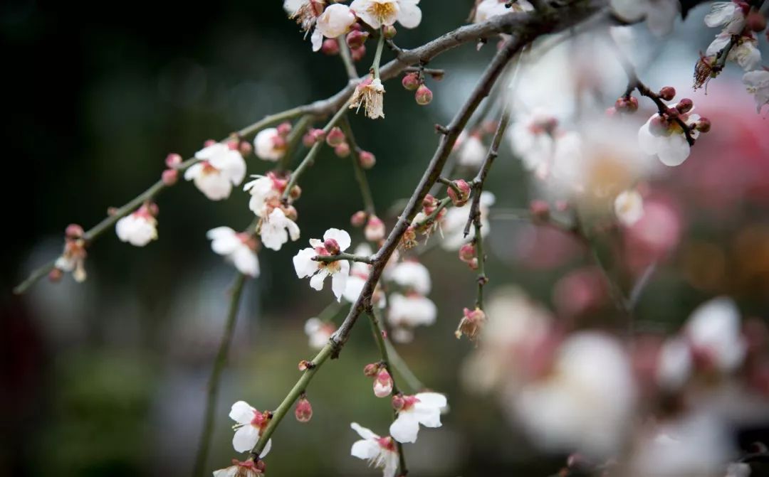 梅花開了草莓來了今年的梅園長這樣