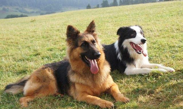 边境牧羊犬,当不了警犬的5大原因,过于聪明是其中之一!