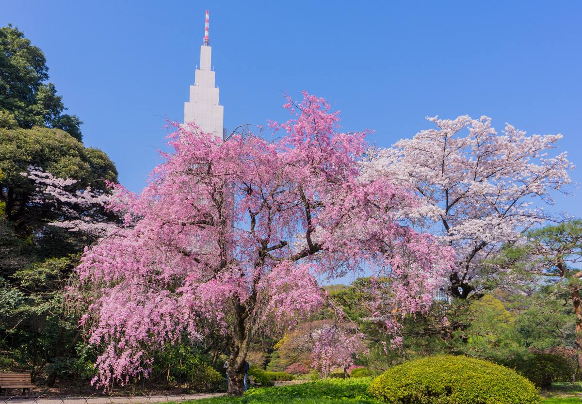 东京赏樱攻略 去哪里看樱花漫天 日本