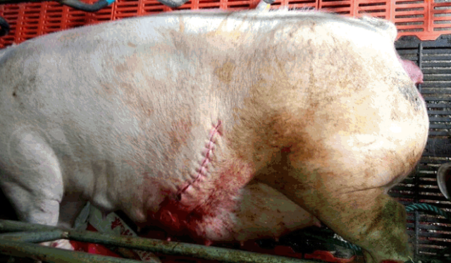 小母猪手术位置图片图片