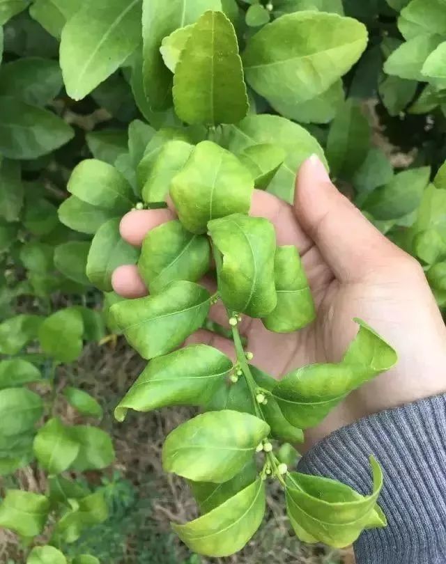 黃化,缺素,早衰,可能都是柑橘線蟲惹的禍,到底該咋治?