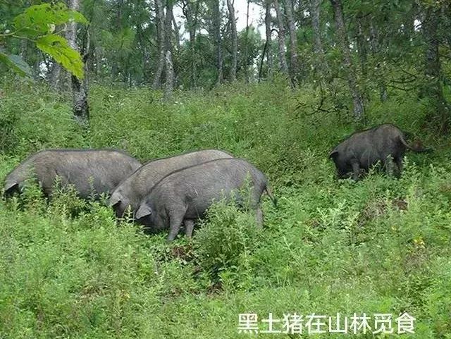 億適家農家散養原生態黑土豬