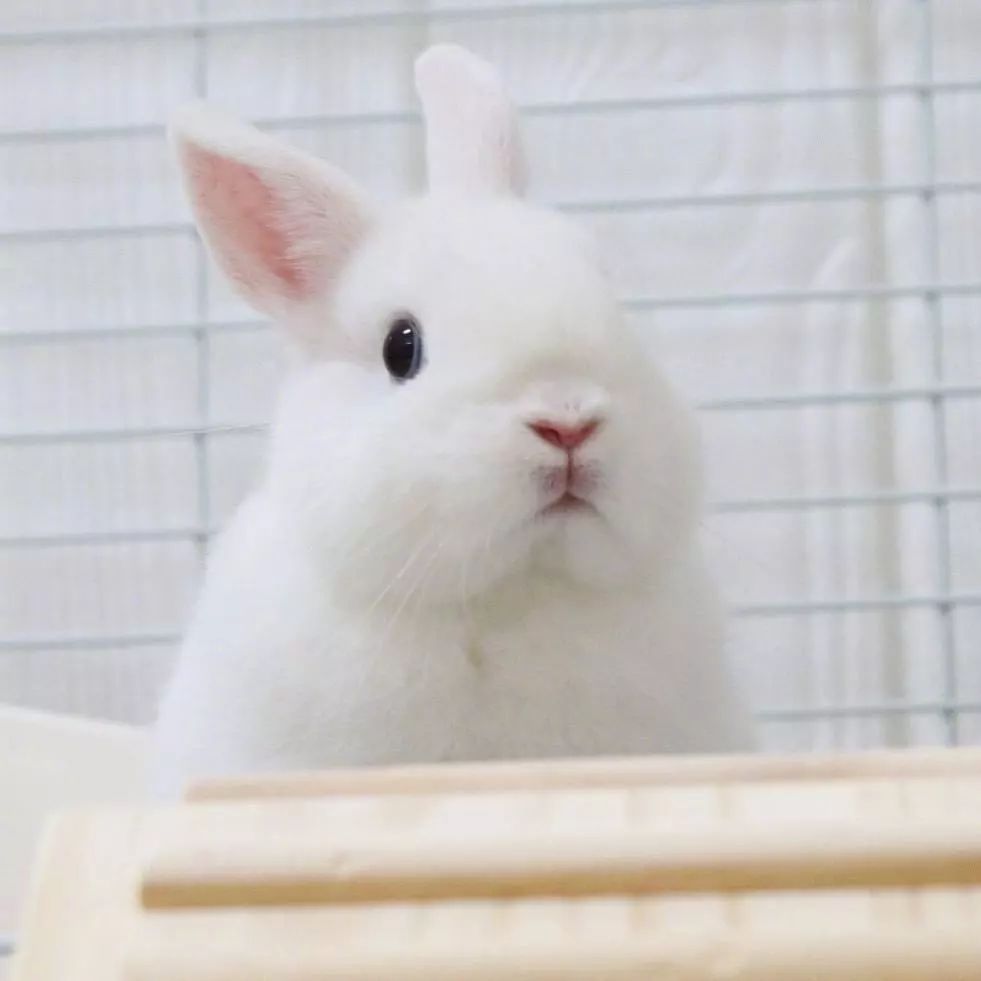 小白兔真实玛索图片