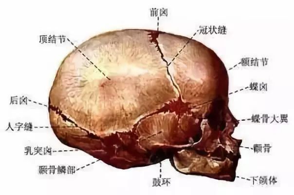 头骨缝隙图图片