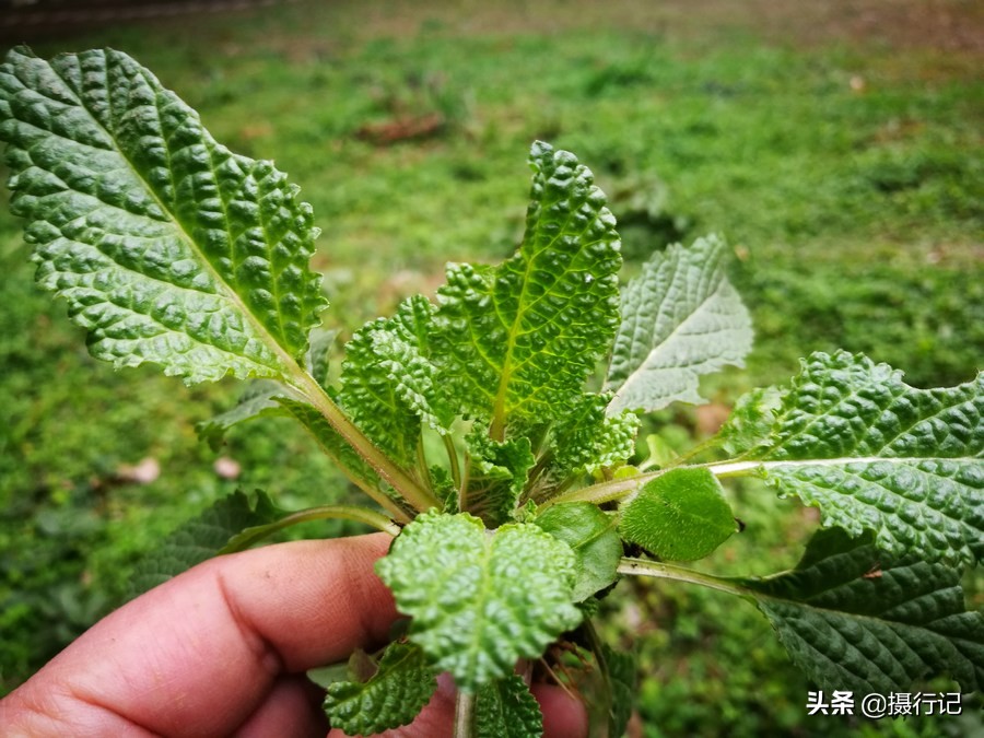 荒野間一種野草葉片形似癩蛤蟆外皮您可認識治療咳嗽有特效