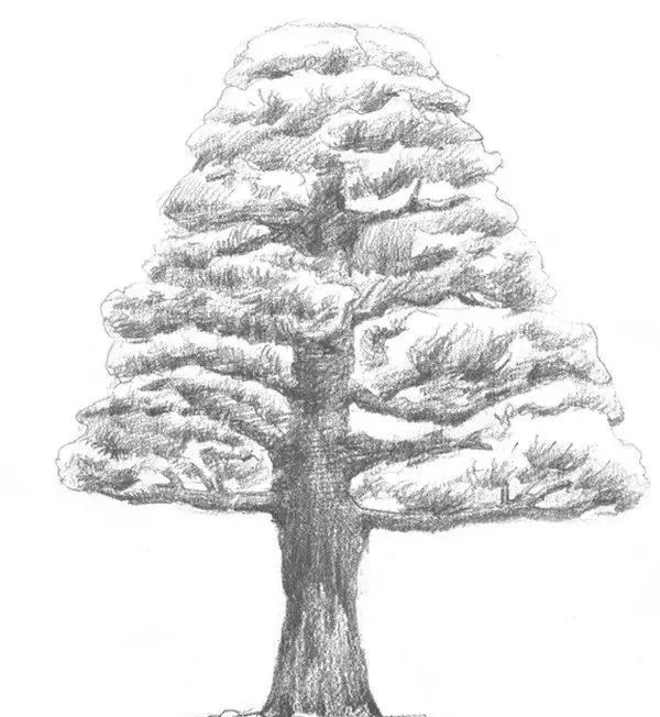 参照前面的树干绘画过程,继续画出古松的内部枝干大位置
