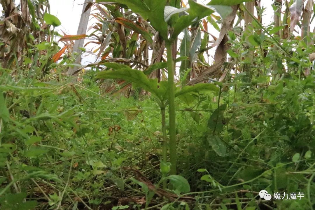 交流三種魔芋除草經驗