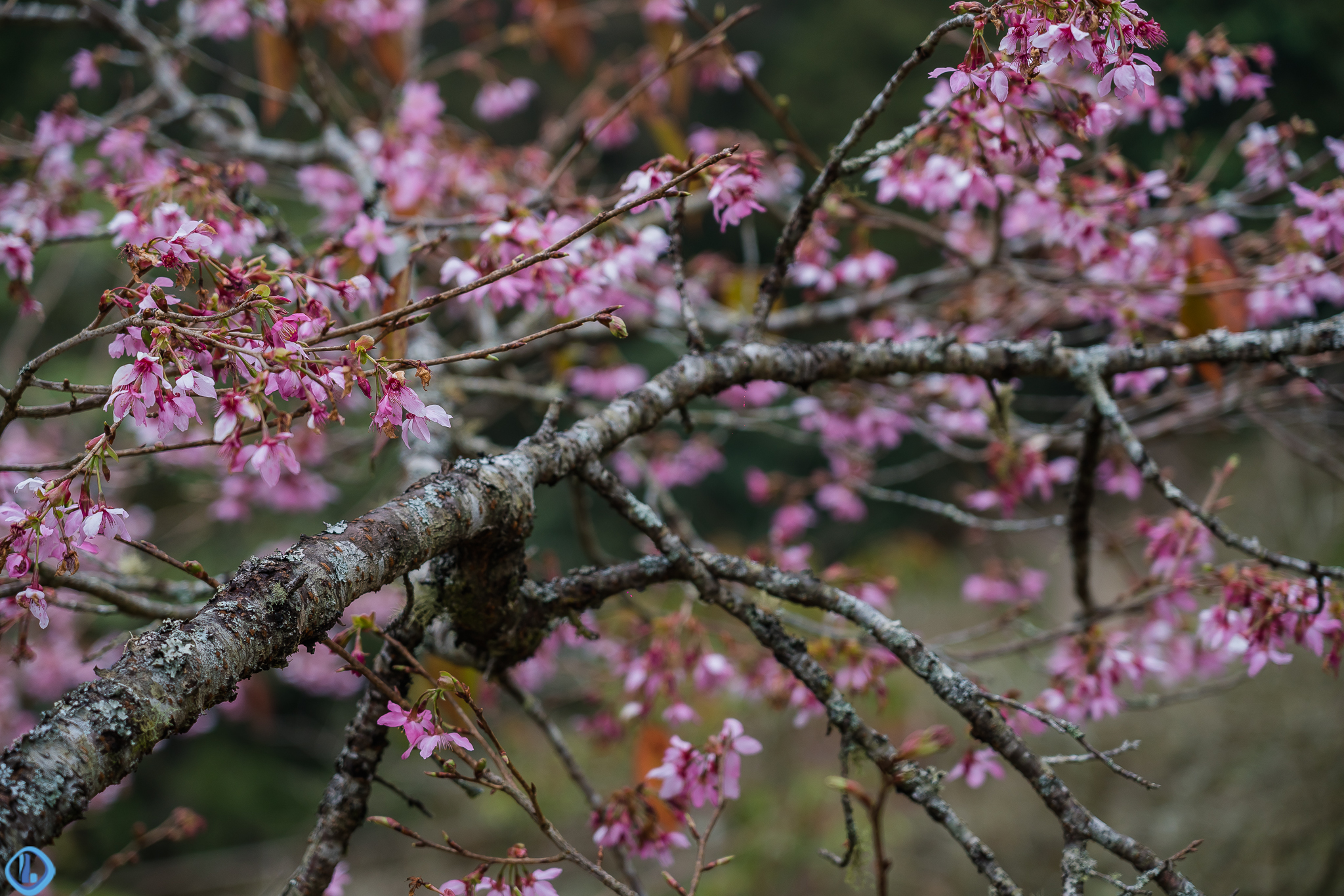原创台湾阿里山森林公园,乘坐小火车赏樱花去