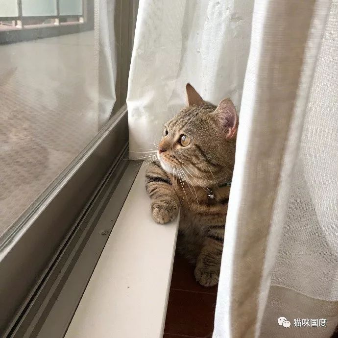 铲屎官家的猫咪,每天就喜欢趴在窗台上,显得特别忧郁