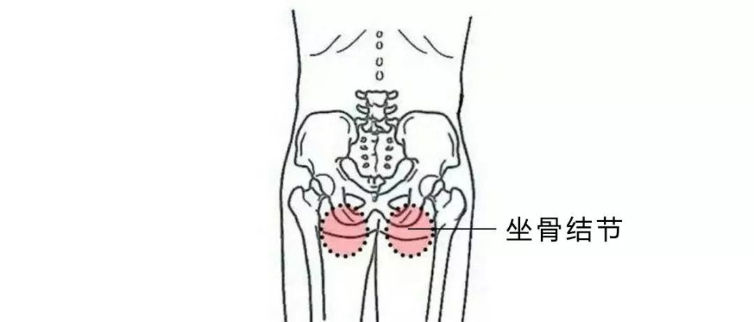 坐骨结节位置图片