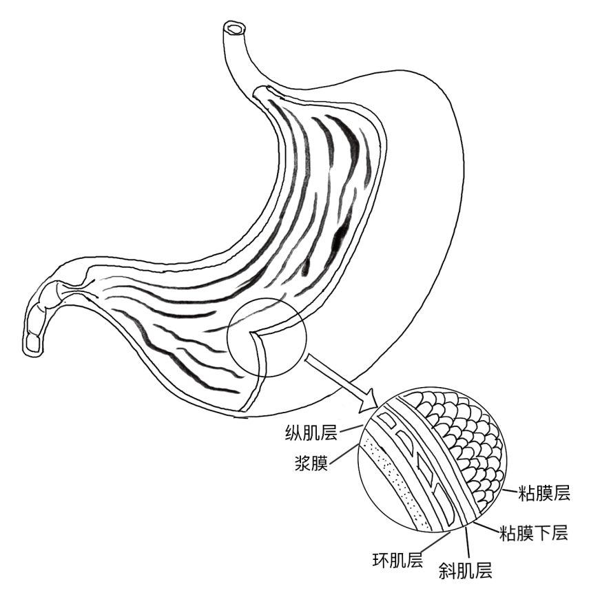 依次是黏膜层,黏膜下层,斜肌层,环肌层,纵肌层,浆膜