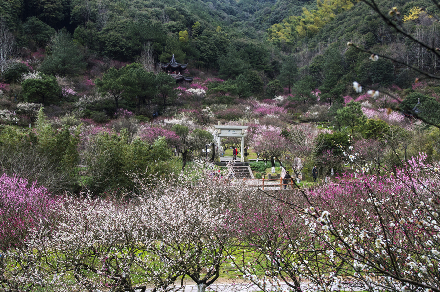 必去的梅花打卡地之一,宁波美丽的后花园 料峭春寒中,九峰山已是暗香