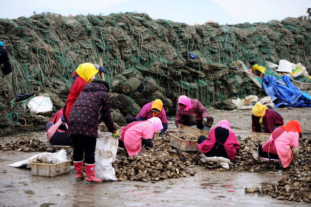 青岛西海岸牡蛎丰收 看养殖户牡蛎如何走上你餐桌