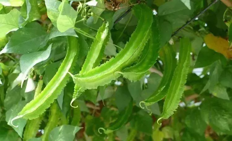 云南人1年能吃400多种野菜!你吃过几种?没超过30种的自己面壁去!