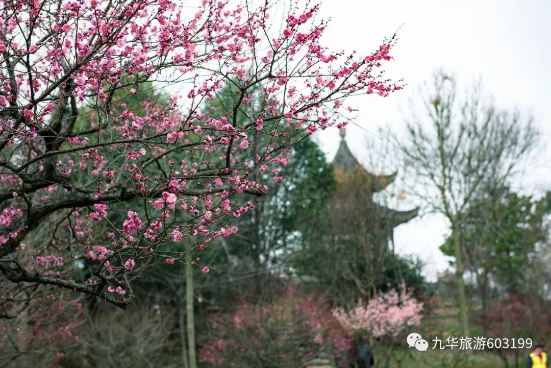 皆是关不住的满园春色 正如九华山的春花 繁花似锦,姹紫嫣红 梅