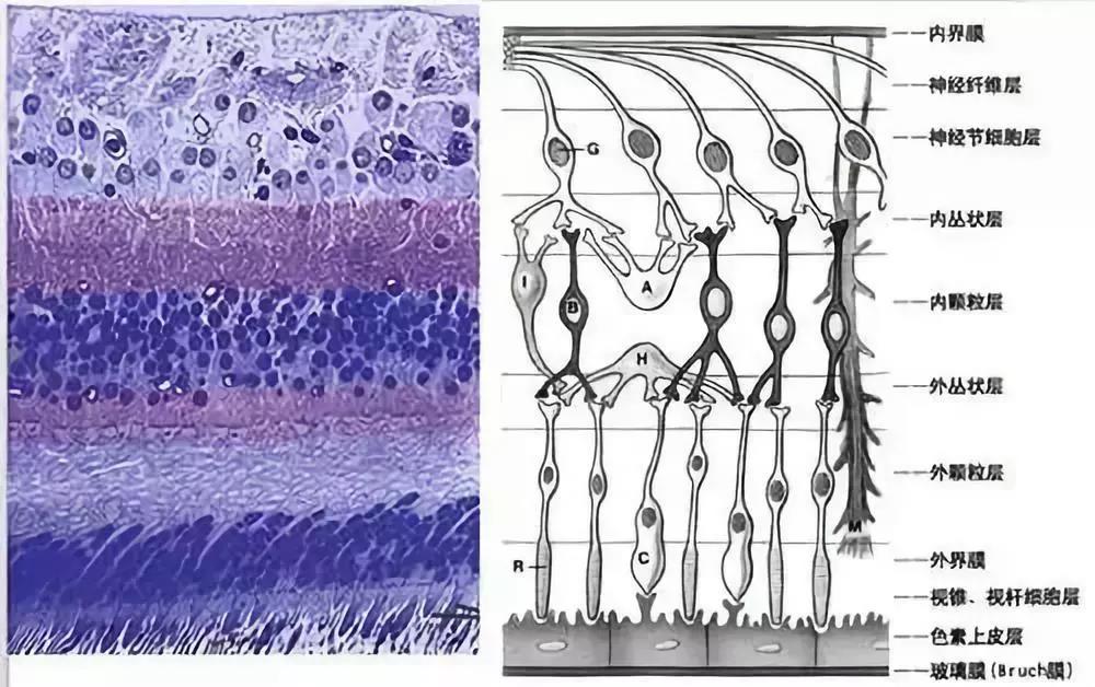视网膜十层结构图图片