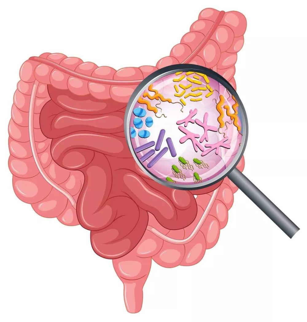 腸道菌群如何控制血糖_研究