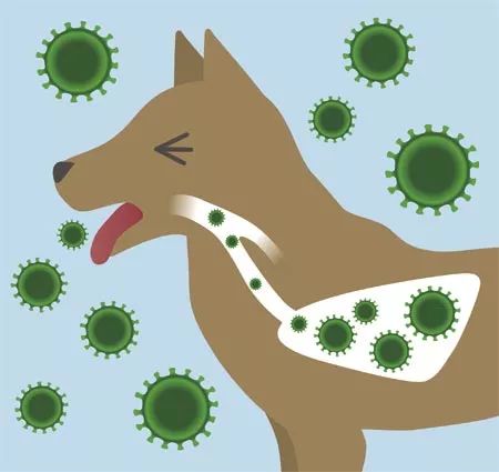犬副流感病毒感染图片