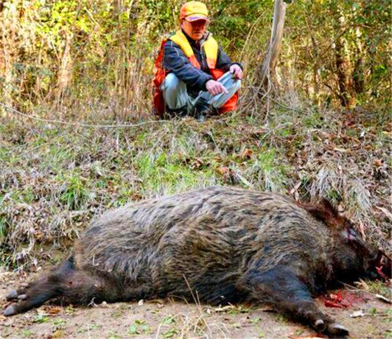 核輻射後的災區成動物天堂,野味繁多卻無一人敢接近_野豬