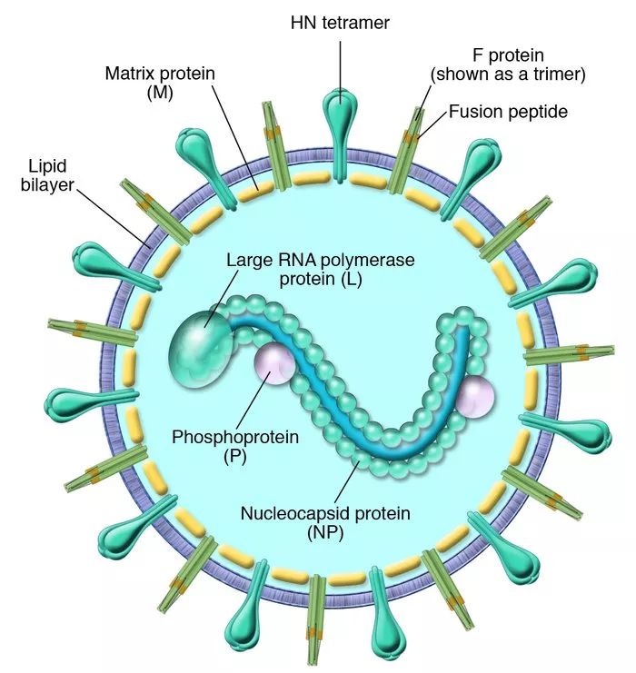 副流感病毒結構模擬圖 piv基因組包括6種主要的結構基因:n-p-m-f-hn-l