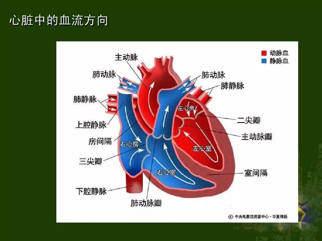 体循环动脉分支图图片