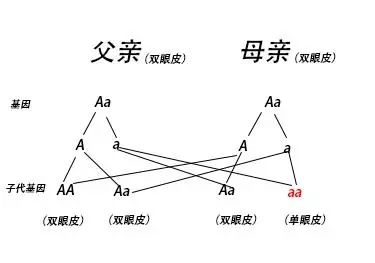 眼皮父母,父亲的基因可能是aa或者aa,母亲的基因也可能是aa或aa,遗传