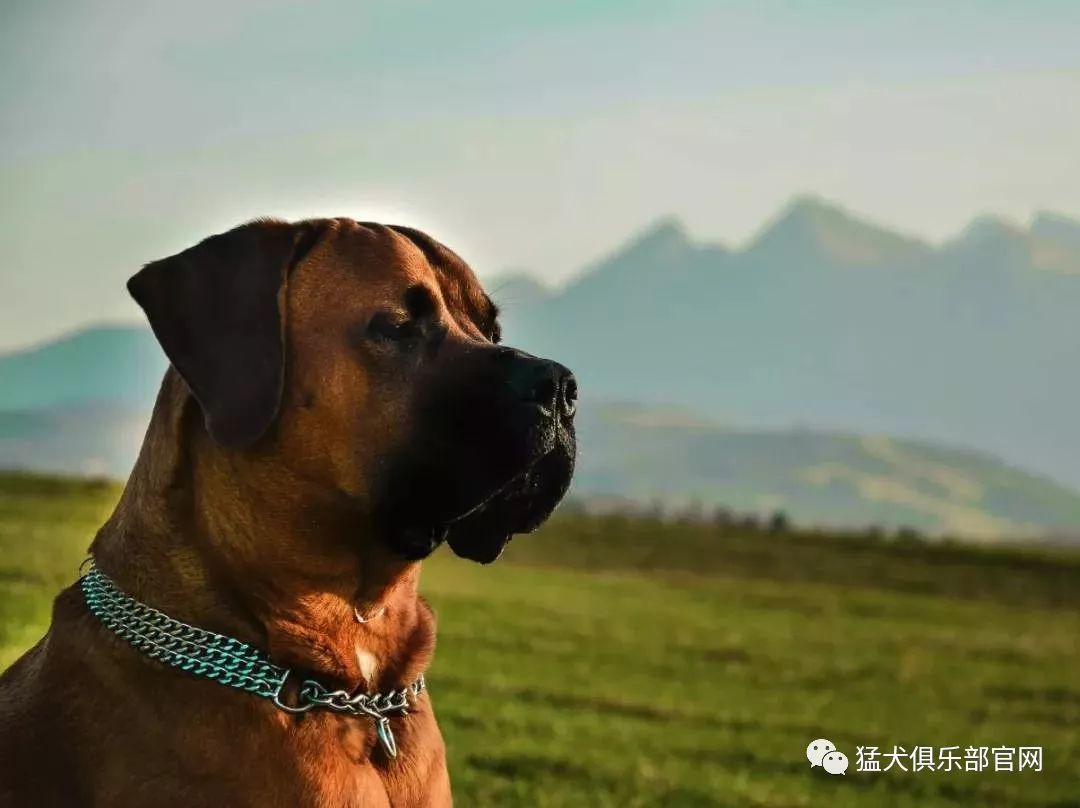 超詳細日本土佐犬的賽事規則